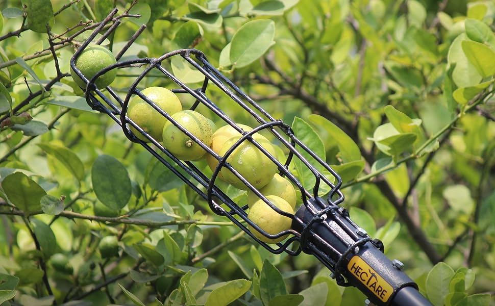 Lemon picker