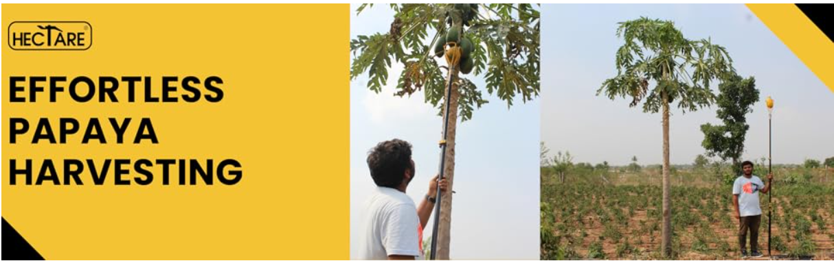 Papaya Harvester (Without Pole)